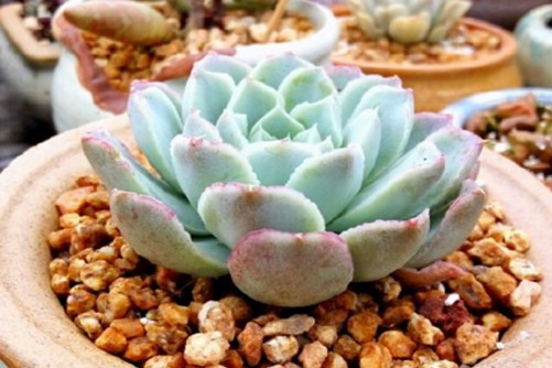 沁心多肉怎样养出状态?  出状态的沁心实在太美了如糯糯的小糕点