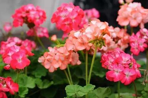 天竺葵图片，群芳典谱虽无影，本草神纲却有它