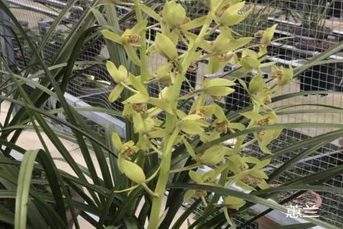 兰花怎么养才开花,先来了解一下兰花花期