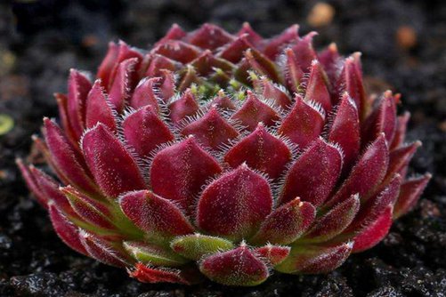 多肉植物开花后会死吗? 哪些多肉开花后会死