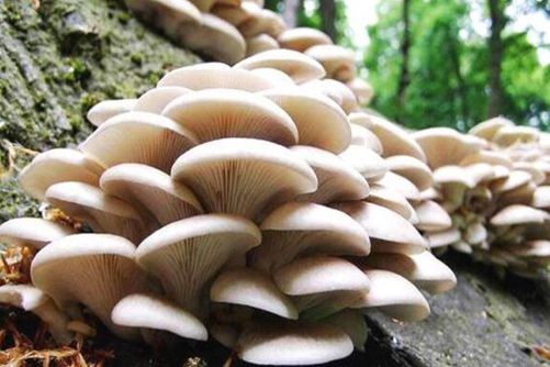 白色蘑菇有毒吗？什么样的蘑菇才有毒