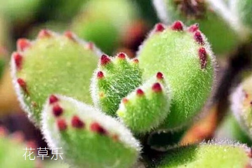 天然呆的熊童子怎么变得更可爱，看完这一篇你就知道了