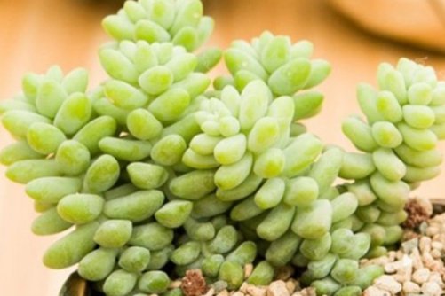 适合新手养的多肉品种，这些多肉植物想养死它们都很难