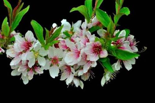 麦李图片，麦李 花开如云，花落似海