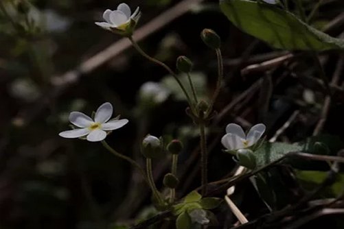 点地梅怎么养殖？点地梅 愿你每次低头都能收获美丽