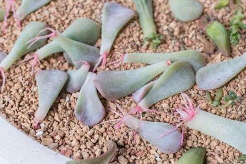 多肉叶片快速生根 学会这1招，7天长出白花花根系