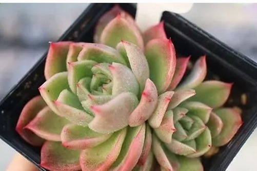 东云系的红女巫的养殖方法，不是暗黑系的红女巫你有超能力吗？  