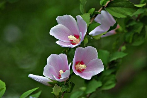 木槿花怎么养，掌握这四点技巧让木槿花大色艳