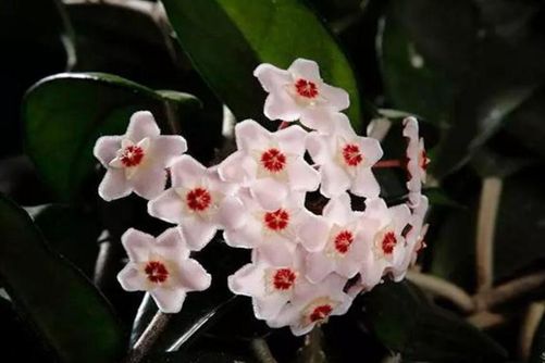 球兰花有毒吗？当然没有毒，带你全面了解球兰花