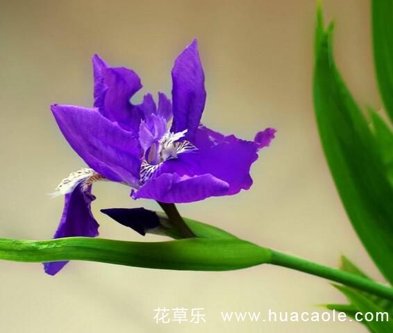 鸢尾花花语是及鸢尾花的寓意传说