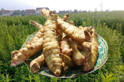 地笋的功效，地笋怎么吃更有营养 