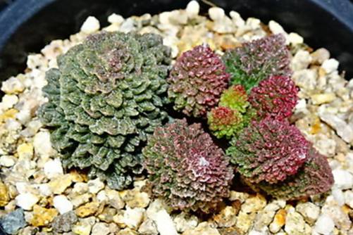 多肉植物应该什么时候浇水？多肉植物浇水秘诀