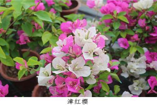 这26种三角梅，您养过或见过其中哪几种