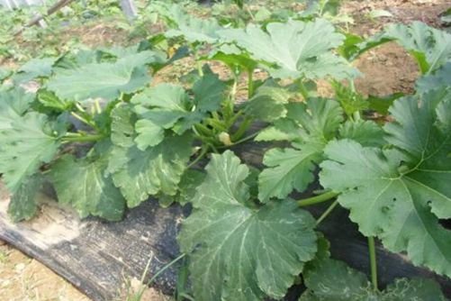 有机蔬菜标准，怎么区分无公害蔬菜、绿色蔬菜和有机蔬菜