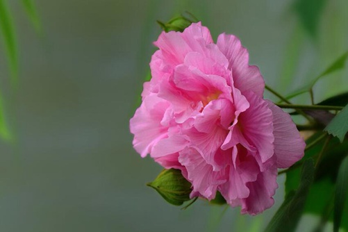 芙蓉花的作用,芙蓉花的功效和食用方法介绍