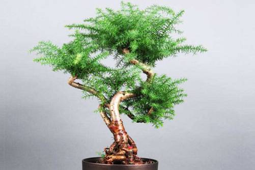 澳洲杉的寓意，澳洲杉生命力强劲的室内植物
