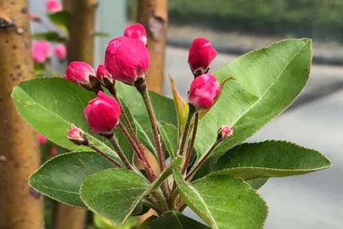 海棠花到了花期,只长叶没有花苞怎么办