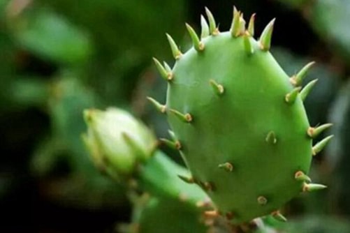 仙人掌图片，仙人掌上芙蓉 涓涓犹湿金盘露