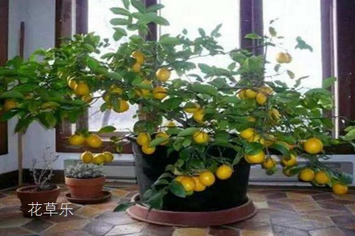 盆栽柠檬怎么养，做好这几点让你的盆栽柠檬挂果满枝头