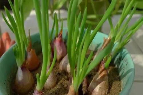 细香葱阳台种植小技巧，这样种植简单 一年都吃不完