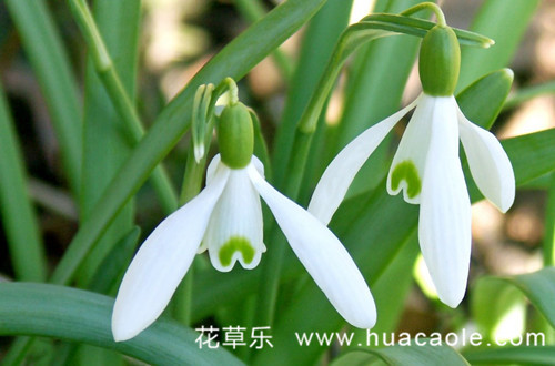 你知道一年中什么花最早开，它的花语又是什么呢？