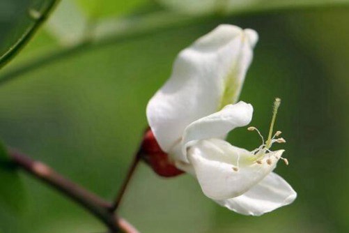槐花图片，茶袅袅秋风多 槐花半成实