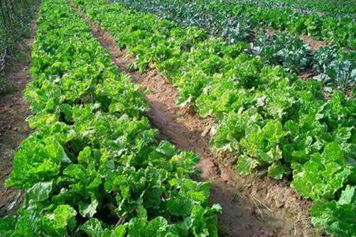 有机蔬菜标准，怎么区分无公害蔬菜、绿色蔬菜和有机蔬菜