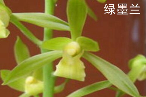 墨兰花品种，墨兰那个品种好