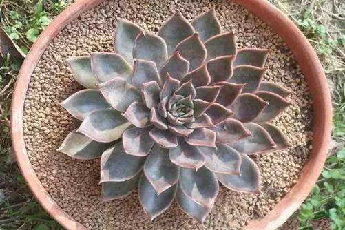 十二星座的多肉植物 哪款多肉代表你的星座