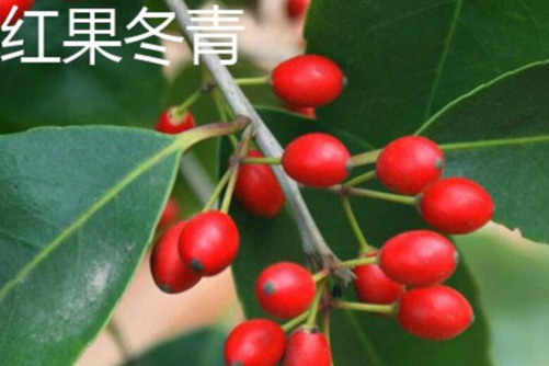 红果冬青的功效，红果冬青是火棘吗