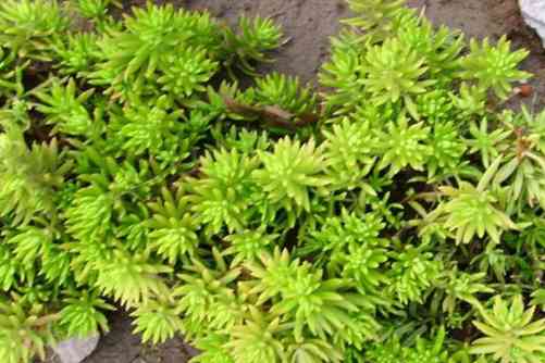 佛甲草种植方法，佛甲草养不死的“小强” 新手值得拥有