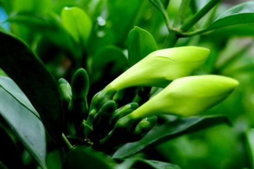非洲茉莉图片，好一朵非洲茉莉花，芬芳美丽满枝桠
