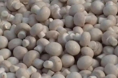 白色蘑菇有毒吗？什么样的蘑菇才有毒