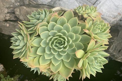 三色堇多肉怎么繁殖？用对方法多到花盆都不够用