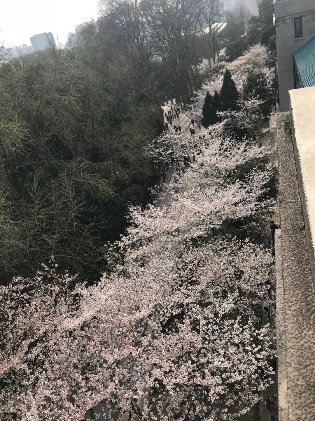 百年武大，百年樱花，今年你看了吗？