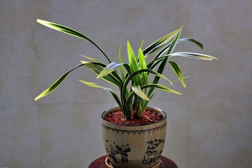 大花蕙兰和墨兰的区别 大花蕙兰和蕙兰花语介绍