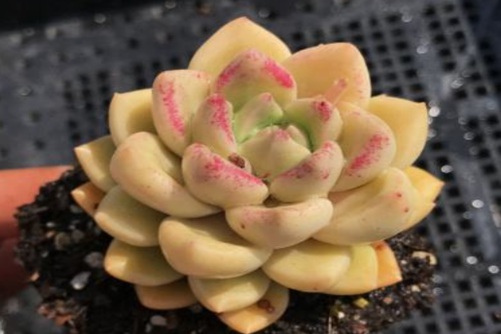 绚丽璀璨多肉的养殖方法，绚丽璀璨，心有瑰宝 