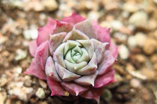 海琳娜怎么种，4种养护方法就能种出亭亭玉立的西施海琳娜多肉