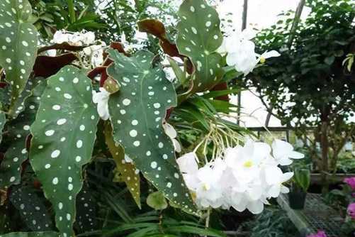 ins风网红绿植鳟鱼秋海棠，您见过吗？快来欣赏一下