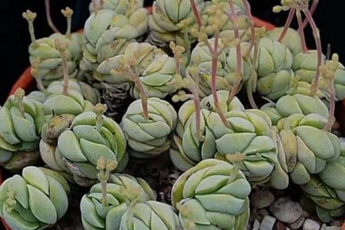 多肉植物托尼怎么养？托尼，萌蠢可爱的多肉