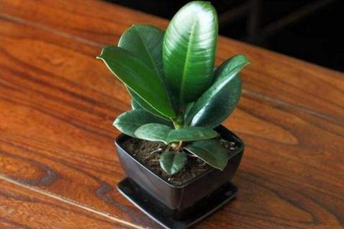 耐阴植物有哪些，这八种耐阴植物好看又好养
