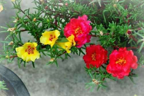午时花图片，丹心向日非无谓 碧彻花开正午时
