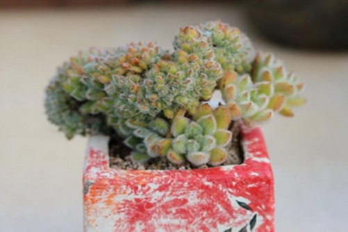 多肉植物图片，秋季多肉的美你get到了吗？