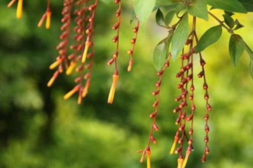 希茉莉图片，茉莉天仙妹 貌美醉娇花