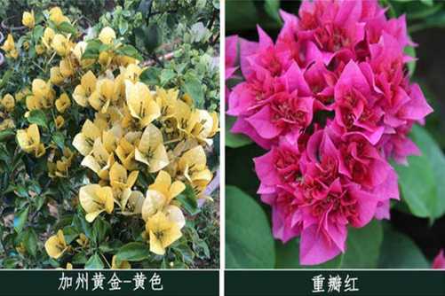 这26种三角梅，您养过或见过其中哪几种