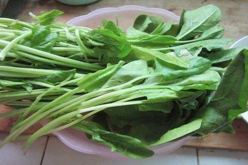 秋菠菜的种植技术 秋菠菜这样种产量高又美味