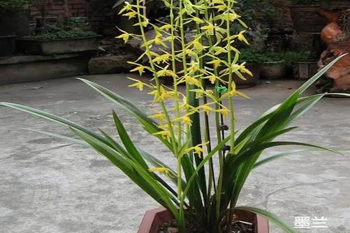 兰花怎么养才开花,先来了解一下兰花花期
