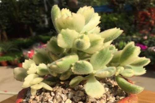 兔耳家族品种大全，为你扒一扒萌萌哒兔耳家族