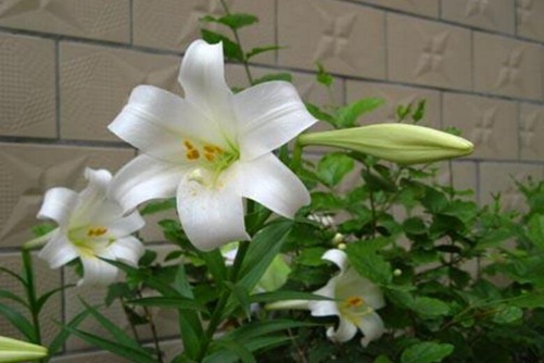 百合花叶子发黄怎么办?把握水分和施肥是关键