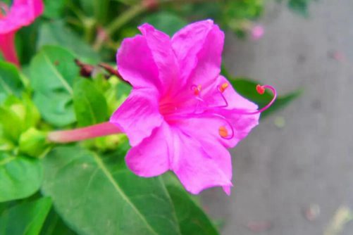 夜来香图片，孤芳自赏夜来香，幽暗芬芳自高昂